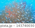 青い海とイソバナに群れる魚たち　水中写真 143740030