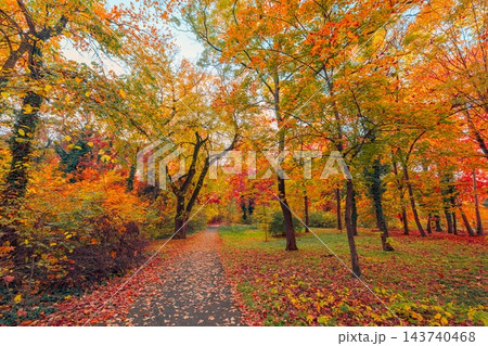 Serene vibrant autumn forest path golden red foliage fallen leaves tall trees crisp fall woodland light. Seasonal nature landscape print. Cozy fall wanderlust scenic 143740468