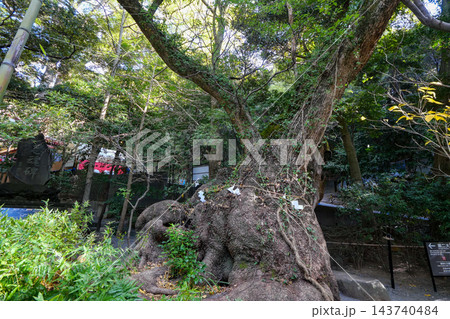 静岡県 冬 熱海市 来宮神社 第二大楠 静岡県 冬 熱海市 来宮神社 第二大楠 143740484