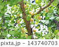 黄色くて丸いぎんなん 143740703