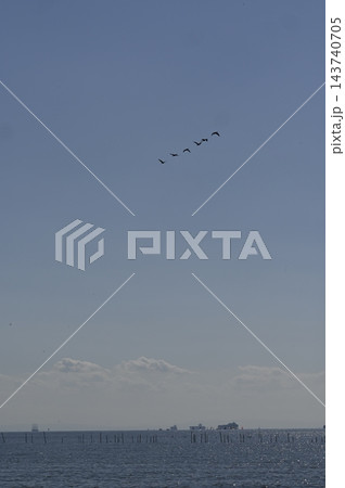 野鳥が飛ぶ東京湾の三枚洲 143740705