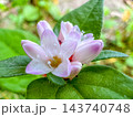 小さな秋～溝蕎麦の花～ 143740748