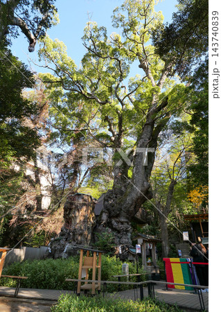 静岡県 冬 熱海市 来宮神社 御神木の大楠 静岡県 冬 熱海市 来宮神社 御神木の大楠 143740839