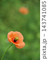 春4月草原の中のオレンジ色のナガミヒナゲシの花 春4月草原の中のオレンジ色のナガミヒナゲシの花 143741085