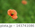 春4月草原の中のオレンジ色のナガミヒナゲシの花 春4月草原の中のオレンジ色のナガミヒナゲシの花 143741086