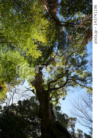 静岡県 冬 熱海市 来宮神社 御神木の大楠 静岡県 冬 熱海市 来宮神社 御神木の大楠 143741196