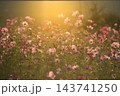 夕暮れ時の暖かな黄金色の光に包まれて咲き誇る上堰潟公園のコスモス畑 143741250