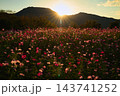 角田山に沈む夕日の光芒が照らし出す上堰潟公園の美しいコスモス畑 143741252