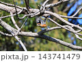 里山に遊ぶモズ 143741479
