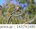 里山に遊ぶモズ 143741480