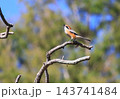 里山に遊ぶモズ 143741484