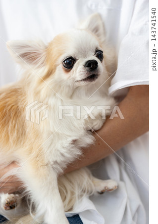 飼い主に抱っこされる可愛い茶白のチワワ 飼い主に抱っこされる可愛い茶白のチワワ 143741540