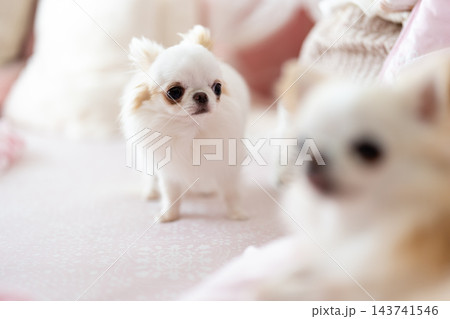 室内で過ごす2匹の白いチワワの多頭飼い 室内で過ごす2匹の白いチワワの多頭飼い 143741546