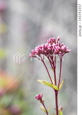 フジバカマの花02 フジバカマの花02 143741557
