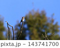 里山に遊ぶエゾビタキ 143741700