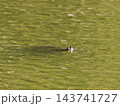 ミドリガメの呼吸 143741727