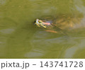 ミドリガメの呼吸 143741728