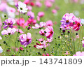 秋風に揺らぐコスモス 143741809