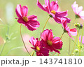 秋風に揺らぐコスモス 143741810