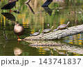 甲羅干しする亀とカルガモ 143741837