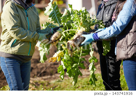 冬野菜を収穫するシニアの女性達 冬野菜を収穫するシニアの女性達 143741916