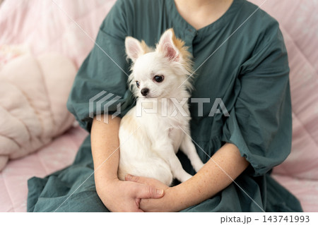 飼い主の女性の膝の上で抱っこされる可愛いチワワ 143741993