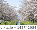 川辺の桜並木 143742084