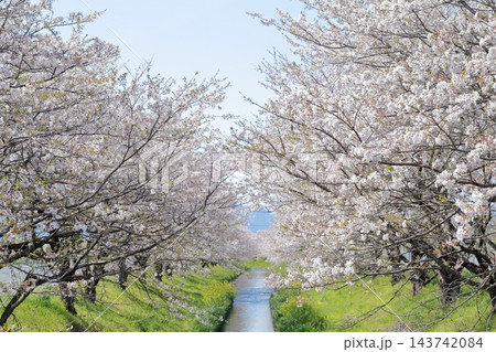 川辺の桜並木 143742084