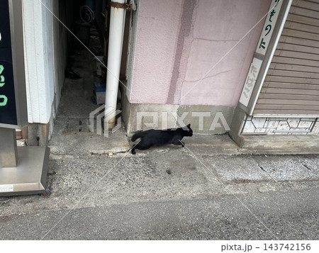 街角の建物脇を歩く黒猫 街角の建物脇を歩く黒猫 143742156