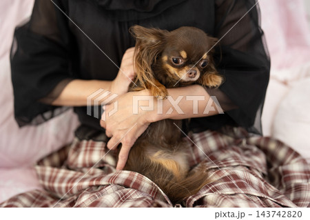 飼い主の腕の中で安心している様子のチワワ 飼い主の腕の中で安心している様子のチワワ 143742820