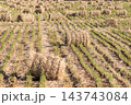 秋の風景　稲わらロールと収穫の後の田んぼ 143743084