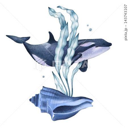 Hand drawn composition with orca, blue algae, blue shell. Watercolor illustration 143743107