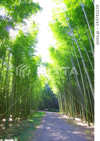 新緑の竹林 新緑の竹林 143743239