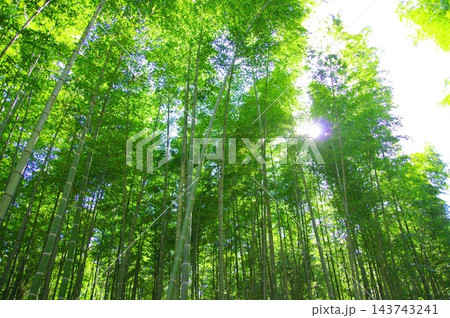 新緑の竹林 新緑の竹林 143743241