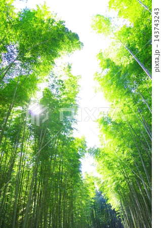 新緑の竹林 新緑の竹林 143743243