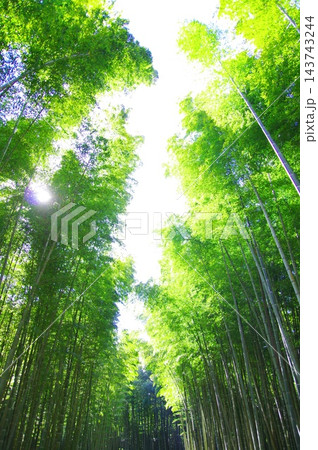 新緑の竹林 新緑の竹林 143743244
