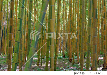 新緑の竹林 新緑の竹林 143743265
