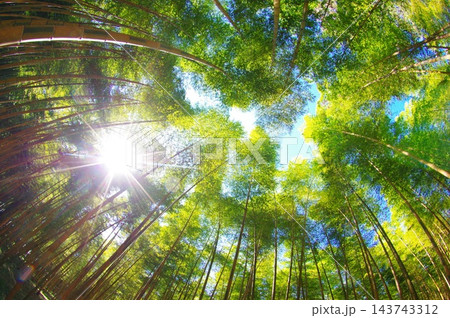 新緑の竹林 新緑の竹林 143743312