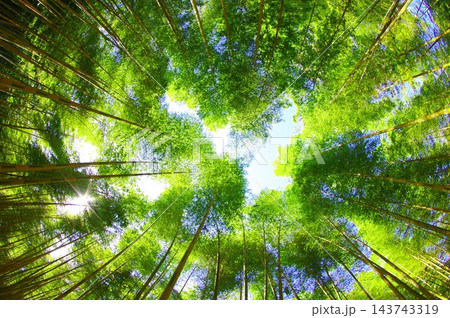 新緑の竹林 新緑の竹林 143743319
