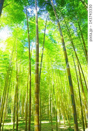 新緑の竹林 143743330