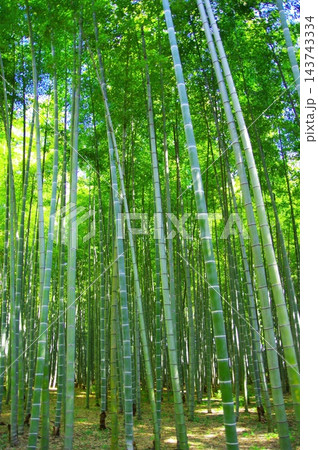 新緑の竹林 新緑の竹林 143743334