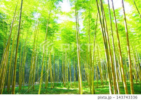 新緑の竹林 新緑の竹林 143743336