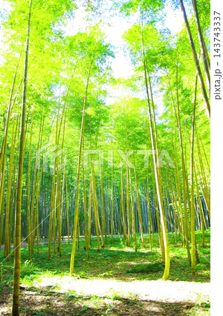 新緑の竹林 新緑の竹林 143743337