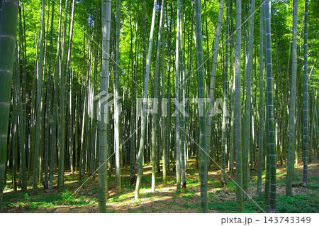 新緑の竹林 新緑の竹林 143743349