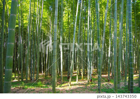 新緑の竹林 新緑の竹林 143743350
