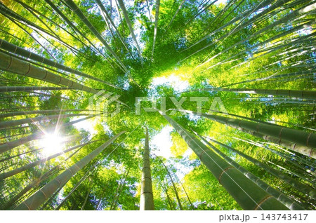 新緑の竹林 新緑の竹林 143743417