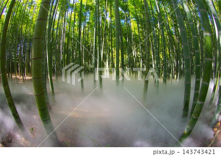 新緑の竹林 新緑の竹林 143743421