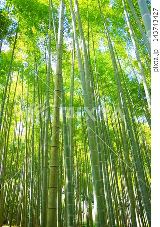 新緑の竹林 新緑の竹林 143743427