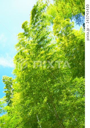 新緑の竹林 新緑の竹林 143743430