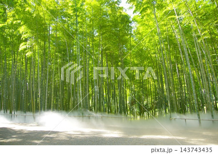 新緑の竹林 新緑の竹林 143743435